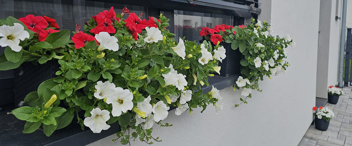 Surfinie 1_cz--cs-CZ